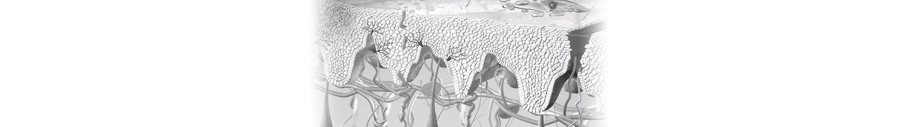 Illustration of skin´s regeneration
