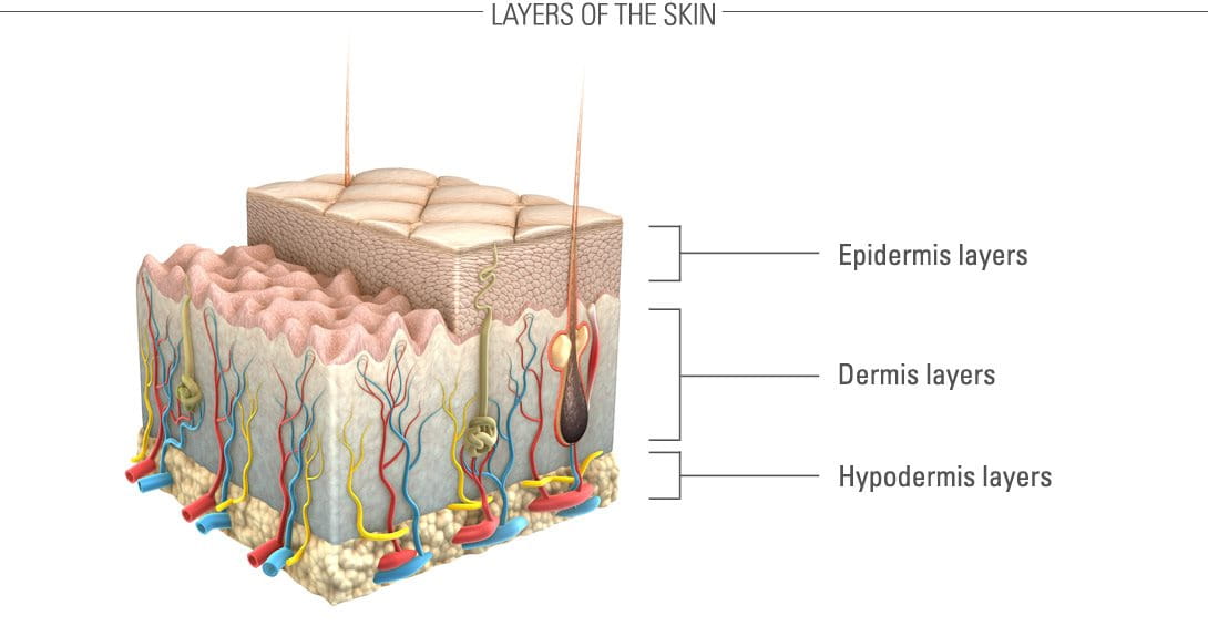 Graphic presentation of the skin and its layers.