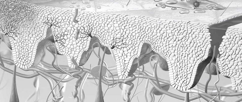 Illustration of skin´s regeneration
