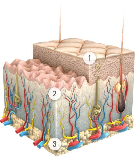 Graphic presentation of skin and its layers.