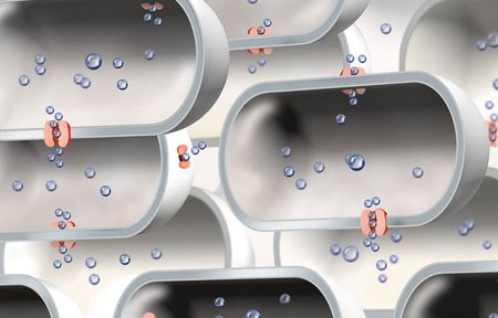 Illustration of limited number of Aquaporins.
